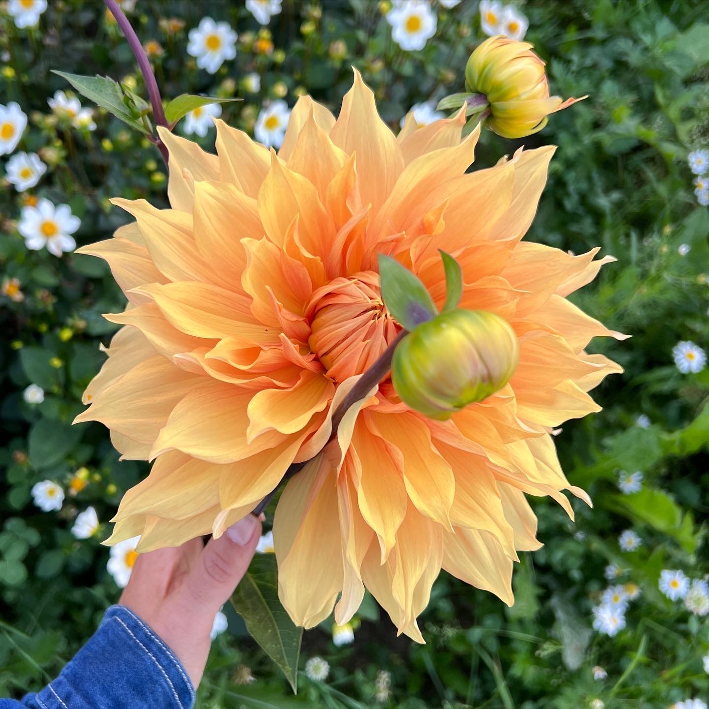 24901228-3799-49FB-A081-DCFBDD933A8F