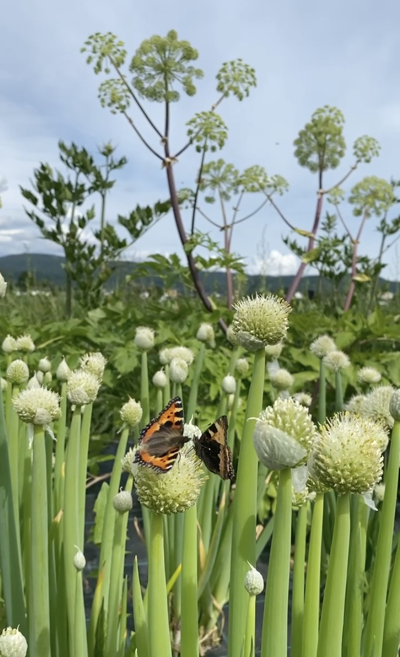 sommerfuglkjærlighet