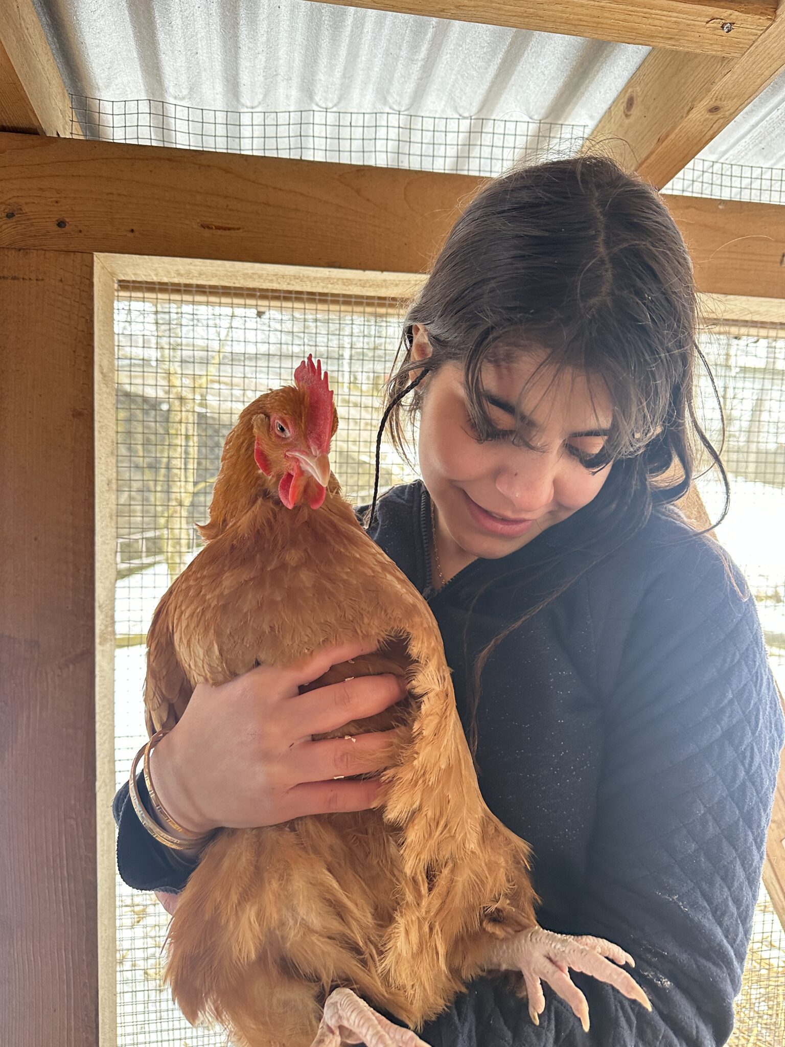 Person smiling while holding a brown hen inside a wooden chicken coop with wire mesh behind them.