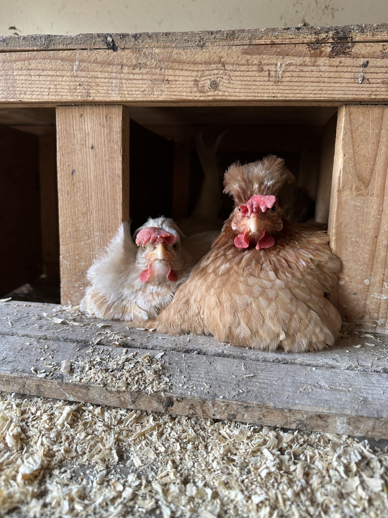 Two chickens huddle inside a wooden coop, peeking out from the opening onto a sawdust-covered floor.