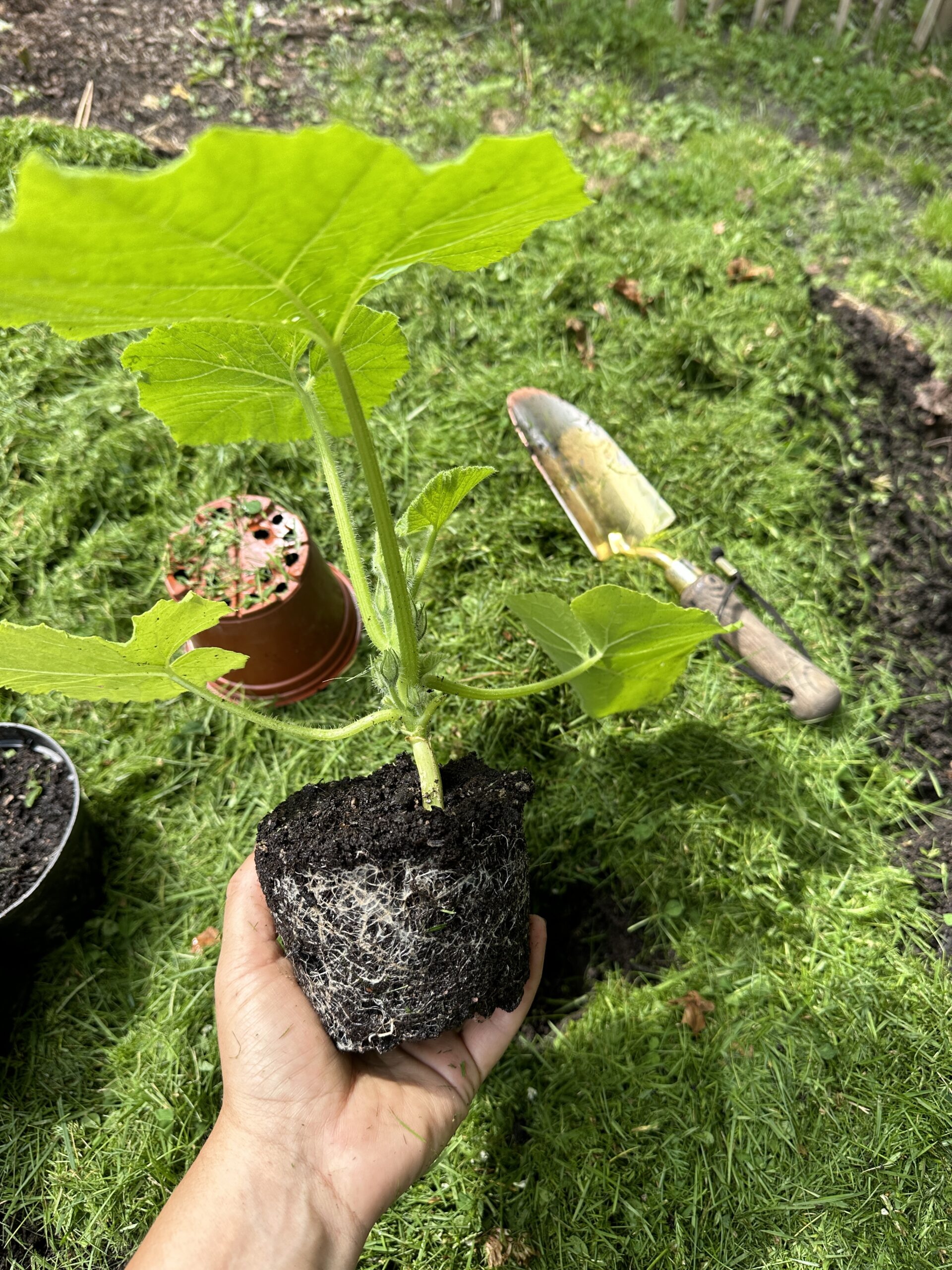 Hand holding a young plant with root ball ready for transplanting in a garden, shovel and pots in the background.