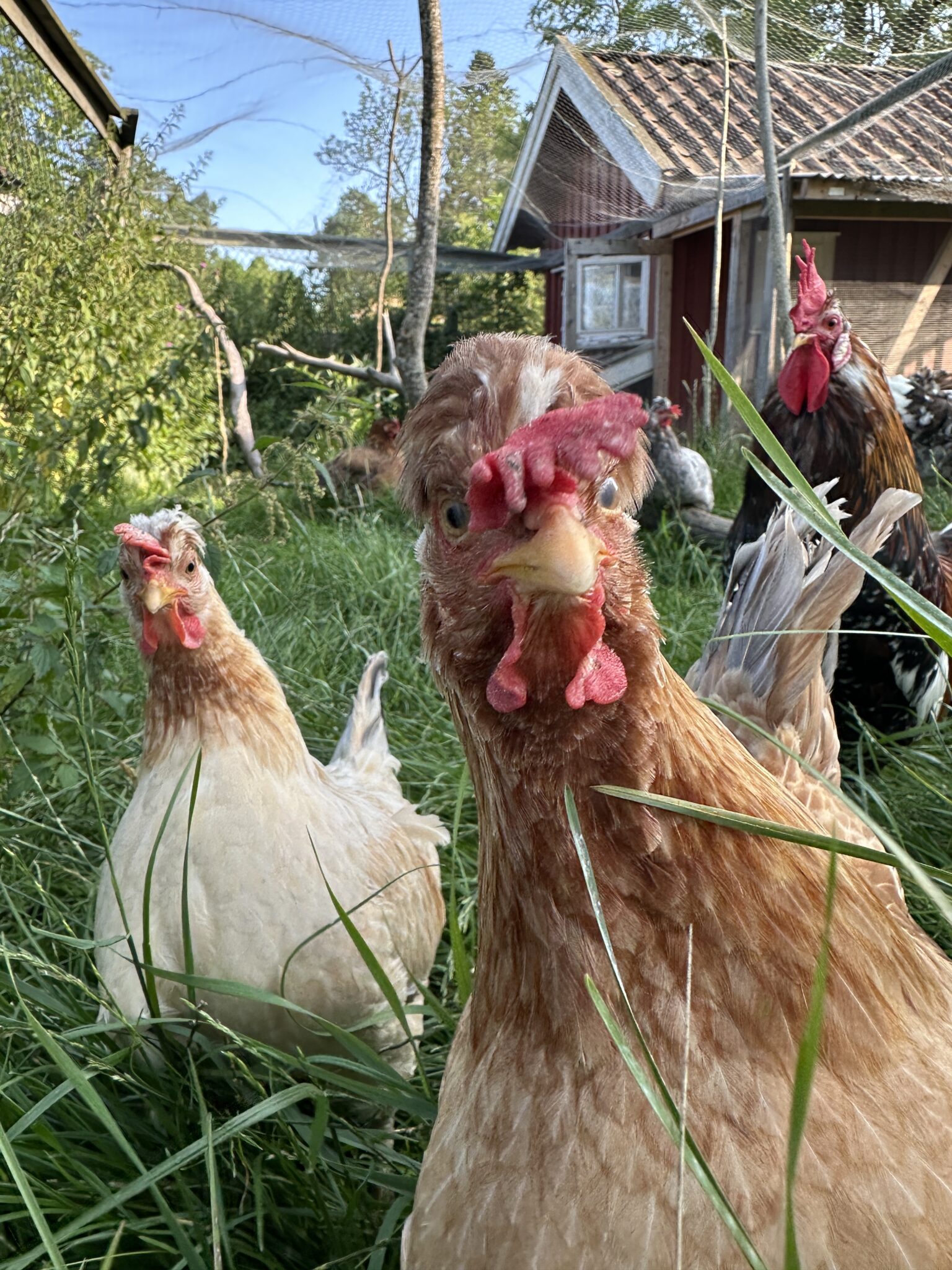 Several chickens roam a grassy yard beside a weathered coop with netting and fencing in the background.